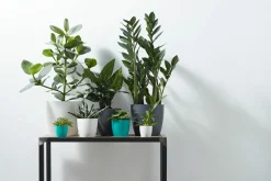 Rond mini 9,5cm|ohgreen New