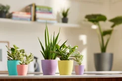 Rond mini 9,5cm|ohgreen New