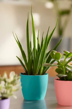 Rond mini 9,5cm|ohgreen New