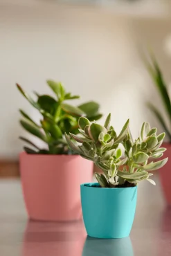 Rond mini 9,5cm|ohgreen New