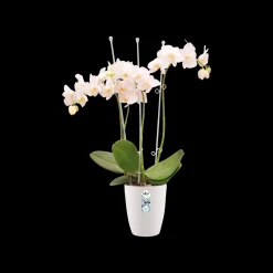 Rond orchidee 12,5cm|ohgreen Outlet