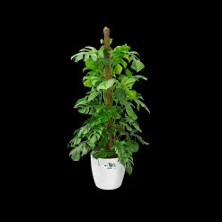 Rond wielen 47cm|ohgreen Online