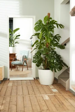 Rond wielen 47cm|ohgreen Online