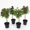 Roos mini-stam in soorten p19|ohgreen Online