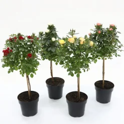 Roos mini-stam in soorten p19|ohgreen Online