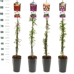 Rosa mix|ohgreen Hot