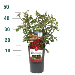 Rosa 'Rose Gaujard'|ohgreen New