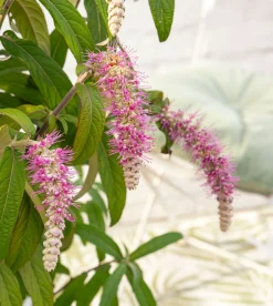 Rostrinucula dependens ( Hangende buddleja -|ohgreen Outlet