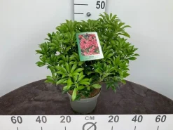 Rotsheide p19|ohgreen Discount