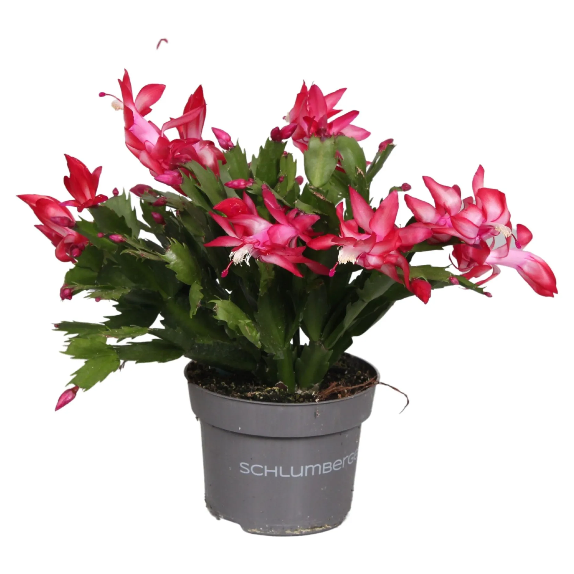 Schlumbergera rood ( Lidcactus )|ohgreen Outlet