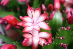 Schlumbergera rood ( Lidcactus )|ohgreen Outlet