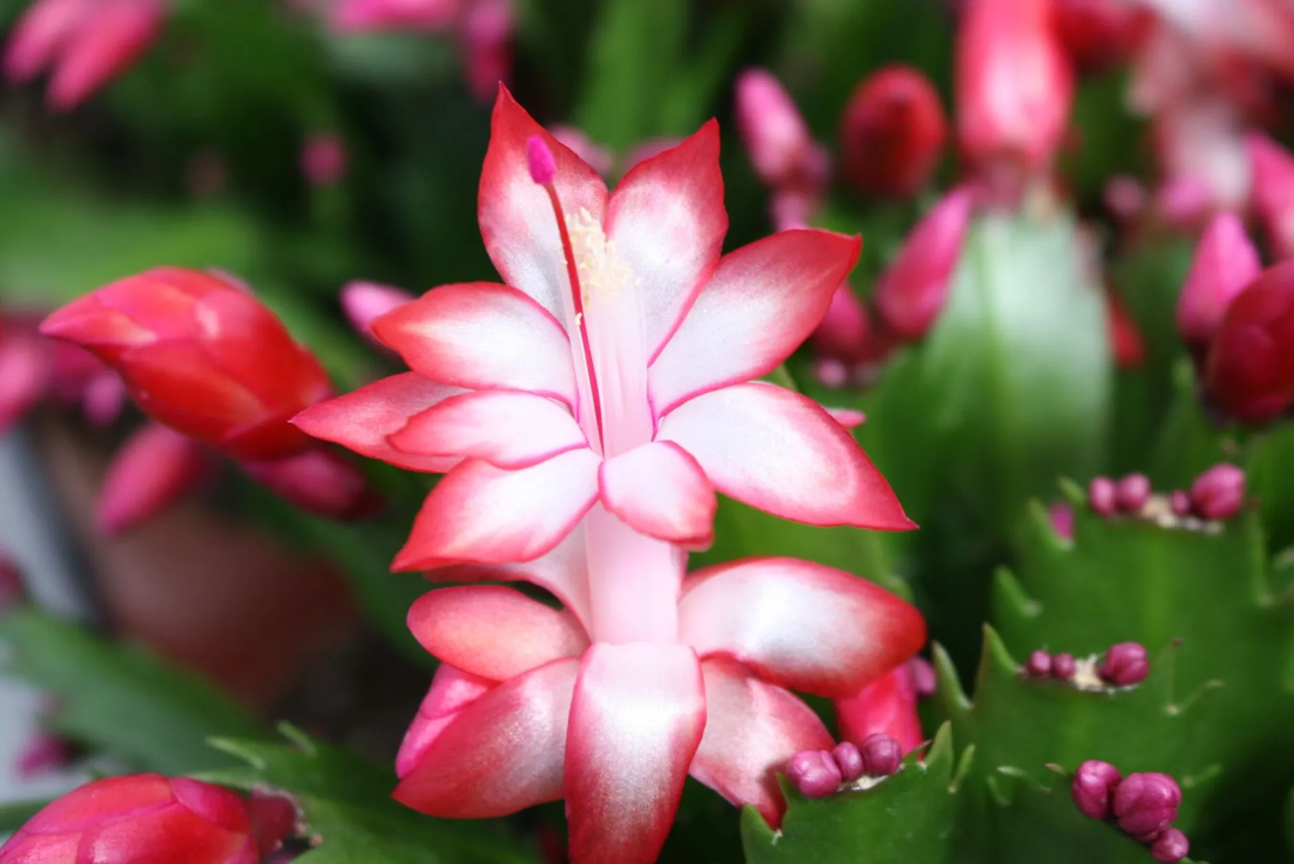 Schlumbergera rood ( Lidcactus )|ohgreen Outlet