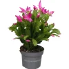 Schlumbergera roze ( Lidcactus )|ohgreen New