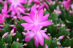Schlumbergera roze ( Lidcactus )|ohgreen New