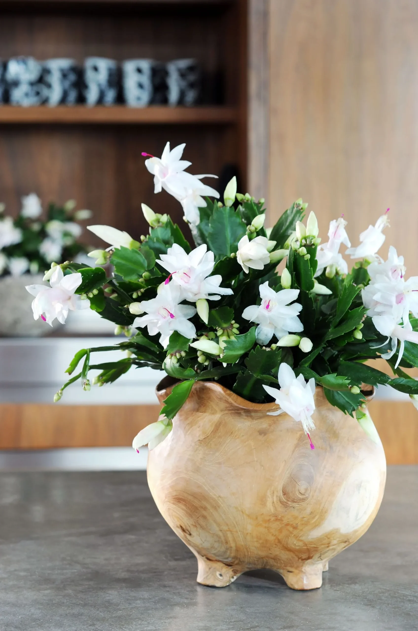 Schlumbergera wit|ohgreen Hot