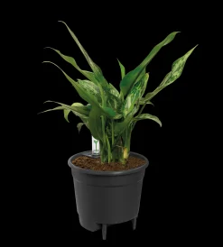 SELF-WATERING INSERT 17CM LIVING BLACK|ohgreen Clearance