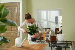 SELF-WATERING INSERT 36CM LIVING BLACK|ohgreen Discount