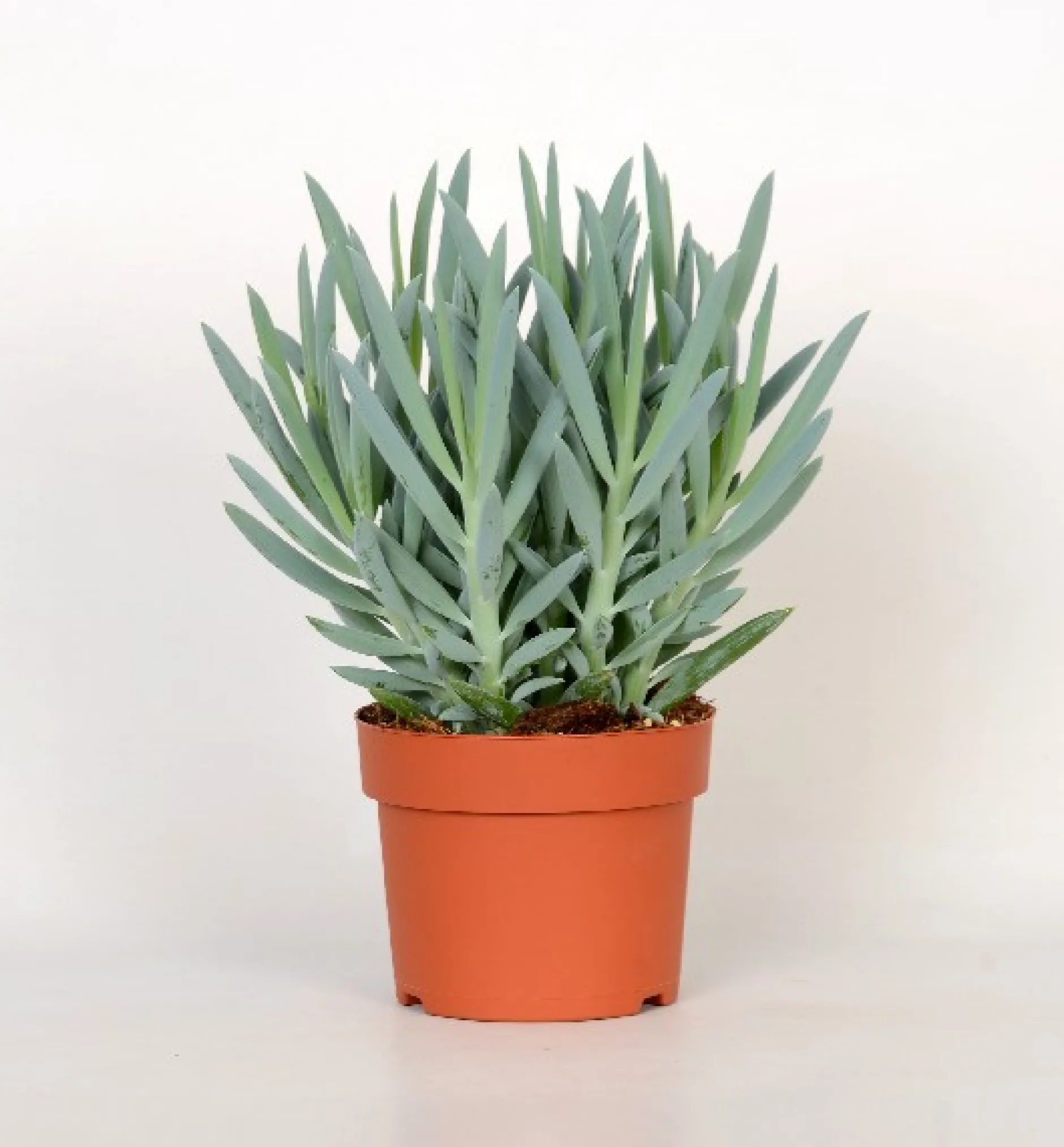Senecio Mount Everest ( Senecio Ficoides )|ohgreen Best