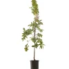 Sierappel malus evereste laagstam|ohgreen Clearance