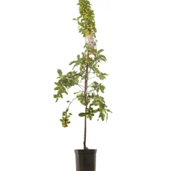 Sierappel malus evereste laagstam|ohgreen Clearance