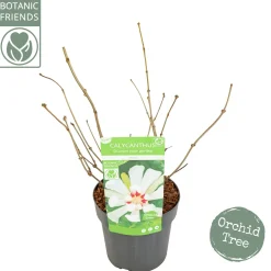 Sinocalycanthus chinensis Venus|ohgreen Hot