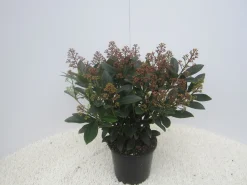 Skimmia japonica Rubella|ohgreen Online