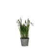Sneeuwklokje in witte plastic pot - h24xd8,5cm|ohgreen Clearance