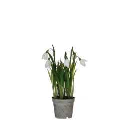 Sneeuwklokje in witte plastic pot - h24xd8,5cm|ohgreen Clearance