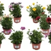 Spaase margriet p10,5 h20|ohgreen Outlet