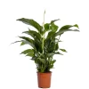 Spathiphyllum Sweet Lauretta (Lepelplant of Vredeslelie)|ohgreen New