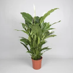 Spathiphyllum 'sweet sebastiano' (lepelplant)|ohgreen