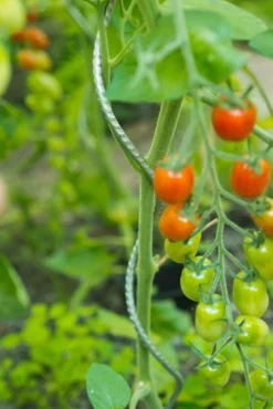 Spiraalvormige plantensteun|ohgreen Outlet