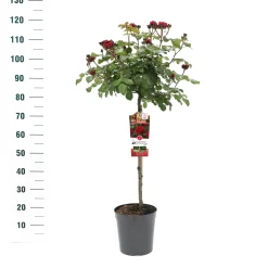 Stamroos Rosa 'Red Leonardo da Vinci'|ohgreen Discount