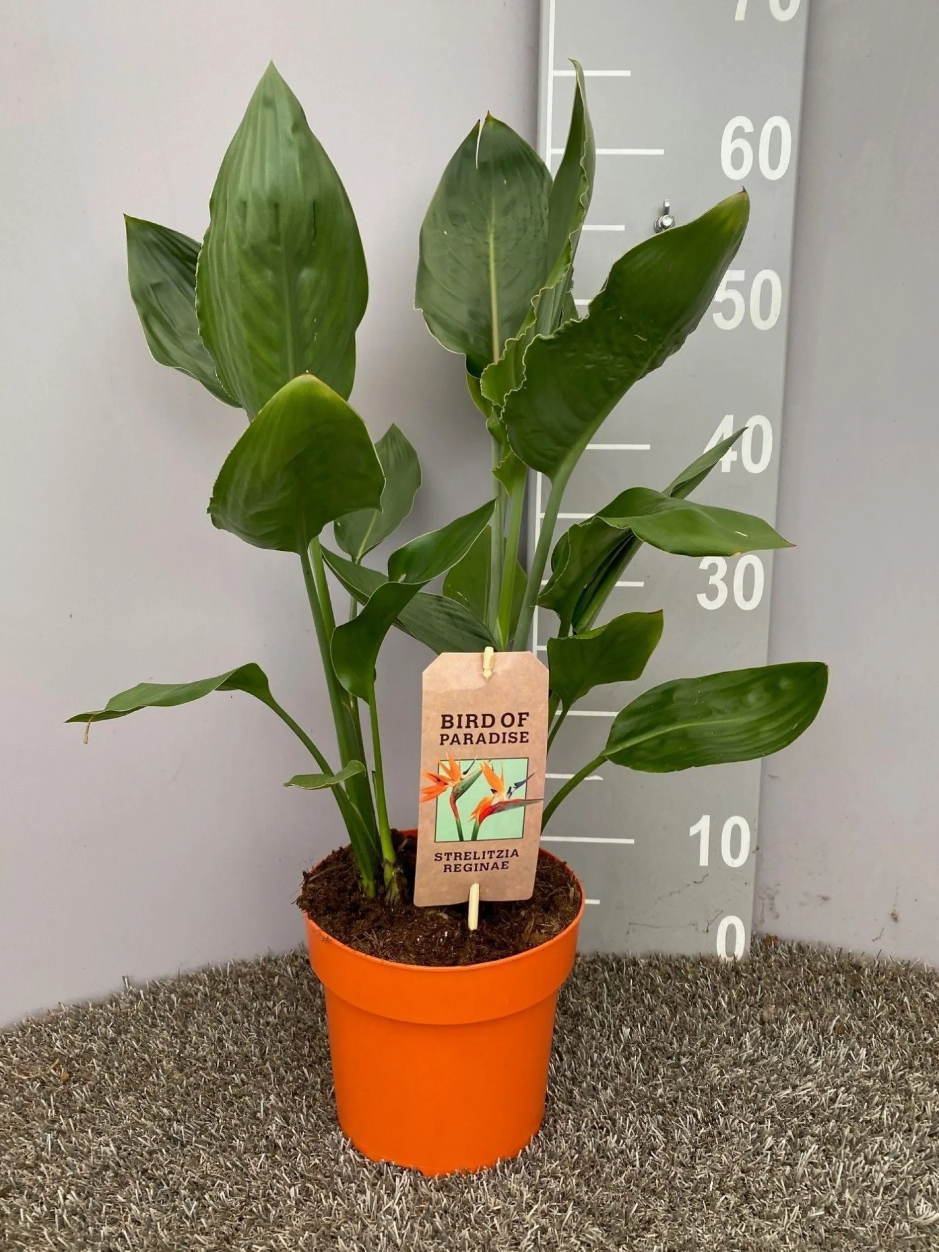 Strelitzia nicolai|ohgreen