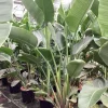 Strelitzia nicolai|ohgreen Hot