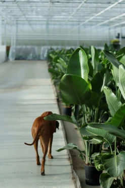 Strelitzia Nicolai p24|ohgreen Hot