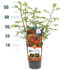 Struikroos Rosa 'Our Last Summer'|ohgreen Online