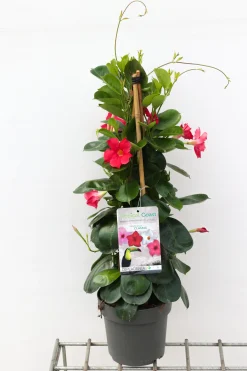 Sundaville pyramide 2,5l|ohgreen New