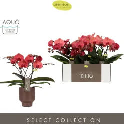 Tablo spritz emilia brown|ohgreen Sale