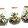 Terrarium arrangement|ohgreen New
