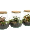 Terrarium arrangement|ohgreen Discount