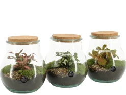 Terrarium arrangement|ohgreen Discount