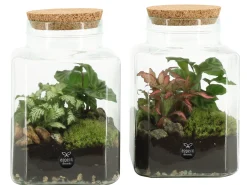 Terrarium arrangement|ohgreen Outlet