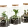 Terrarium arrangement|ohgreen Hot