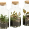 Terrarium arrangement|ohgreen