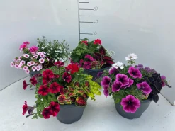 Terrasplanten|ohgreen Discount