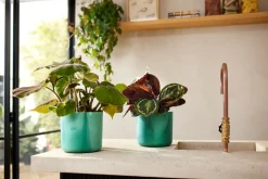 The Ocean Collection 18cm Pacific green|ohgreen Outlet