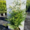 Thuja occidentalis Brabant ( Levensboom )|ohgreen Discount