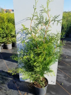 Thuja occidentalis Brabant ( Levensboom )|ohgreen Discount