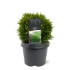 Thuja occidentalis 'Danica'|ohgreen Outlet